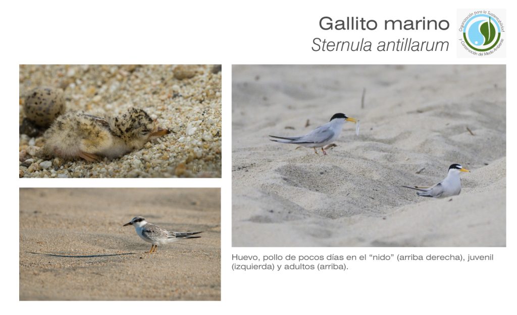 sycoma-gallito-ficha