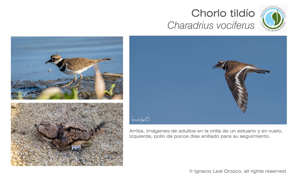 sycoma_tildio_ficha