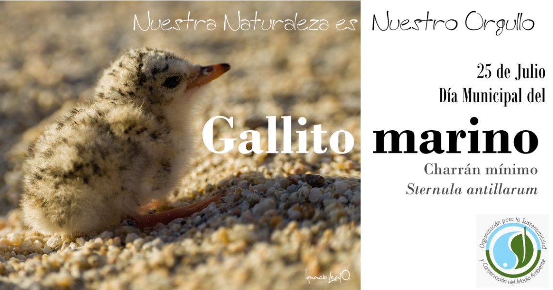 dia municipal del gallito marino 2025