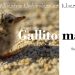 dia municipal del gallito marino 2025