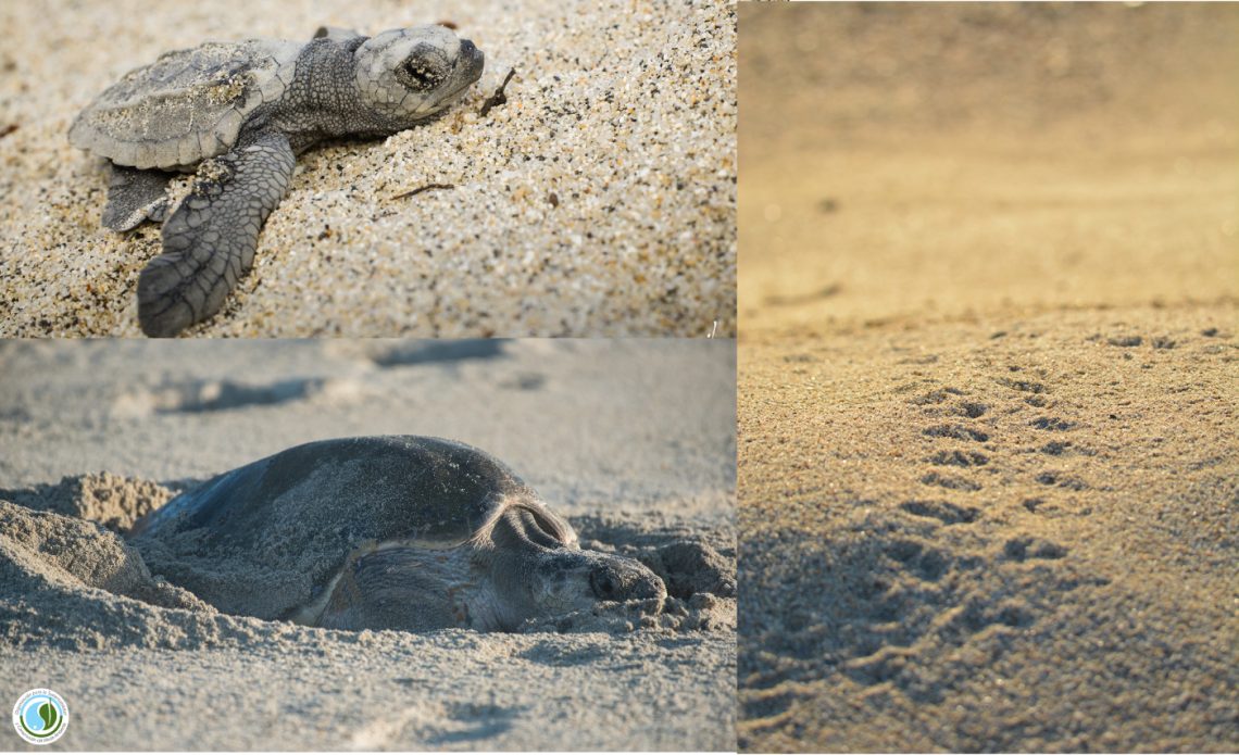 sycoma_tortugas