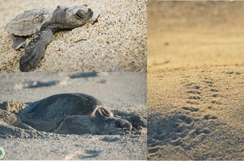 sycoma_tortugas