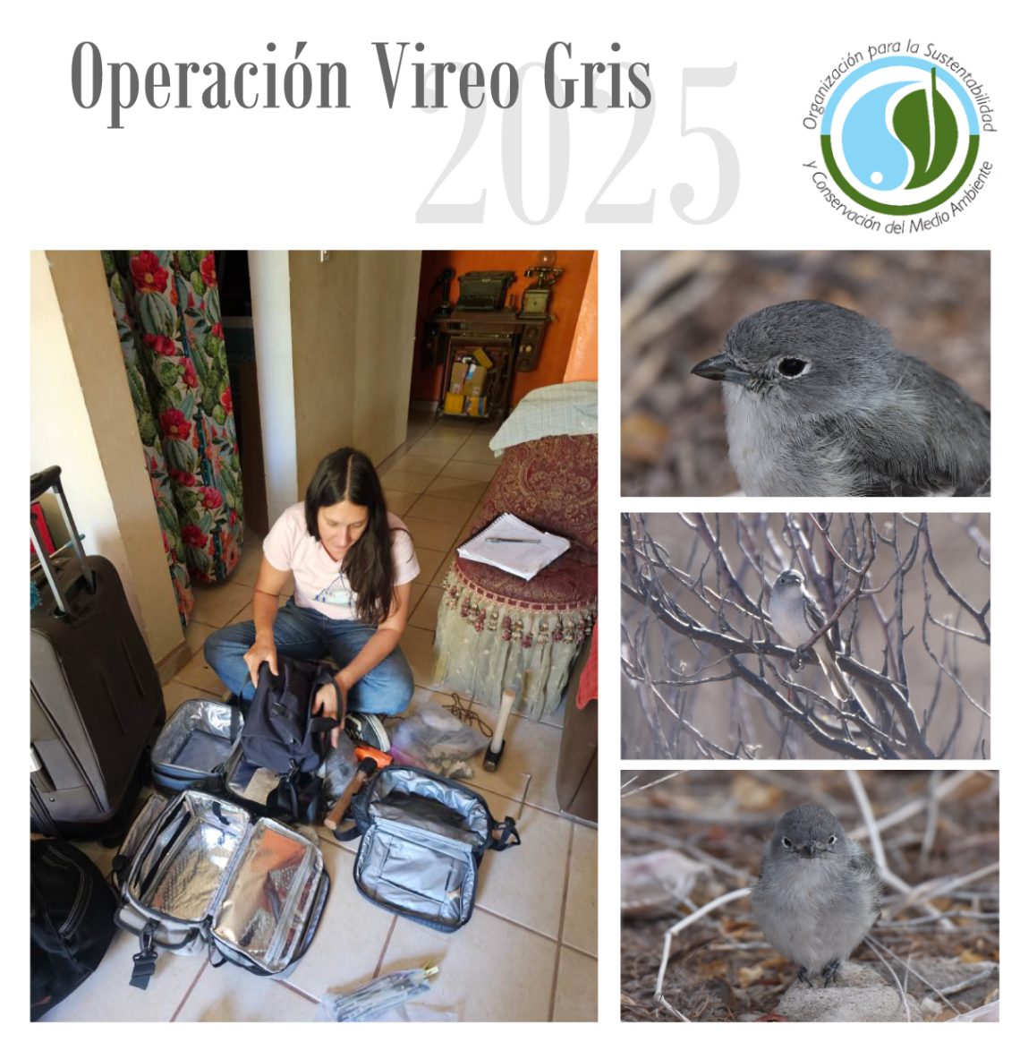 sycoma_vireo_gris_25