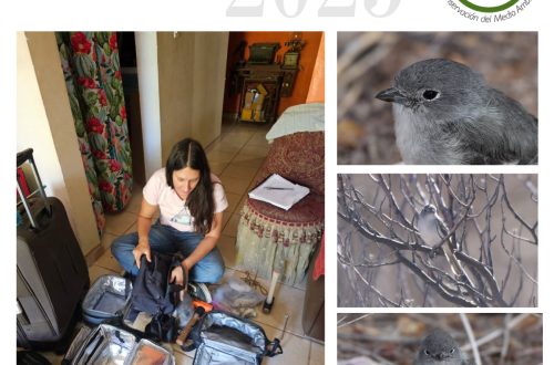 sycoma_vireo_gris_25