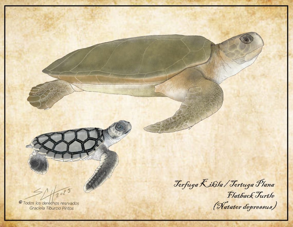 ilustracion_tortuga_espalda_plana