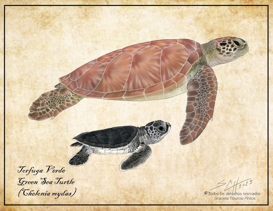 ilustracion_tortuga_verde