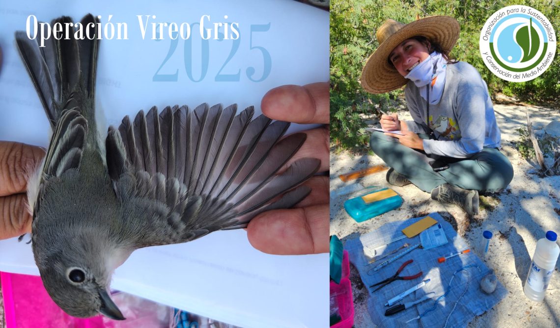 investigacion_vireo_gris