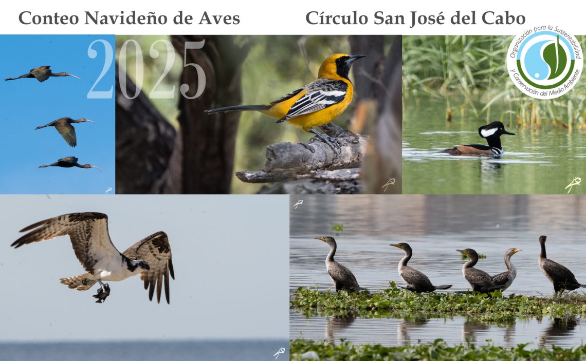 sycoma_conteo_navideño_aves