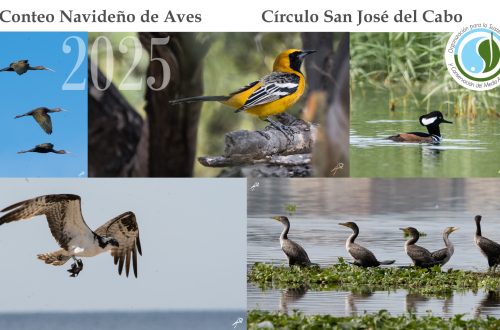 sycoma_conteo_navideño_aves