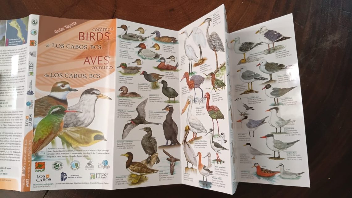 sycoma_guia_aves_los_cabos