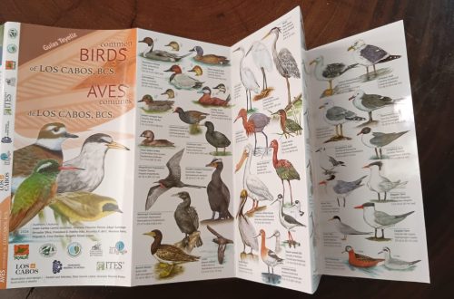 sycoma_guia_aves_los_cabos